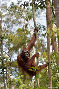 Trans Borneo Expedition 2014         